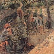 Camille Pissarro The Apple Pickers oil painting on canvas
